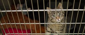 a cat behind a steel fence