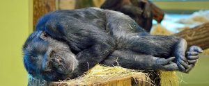 a monkey sleeping on a tree trunk