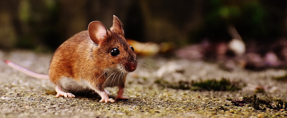 a mouse walking around outside