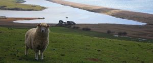 sheep on grass in front of ocean