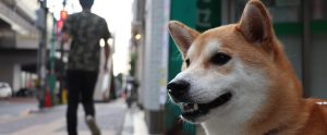 shiba inu on a Japanese street