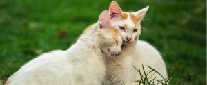 two cats rubbing against each other