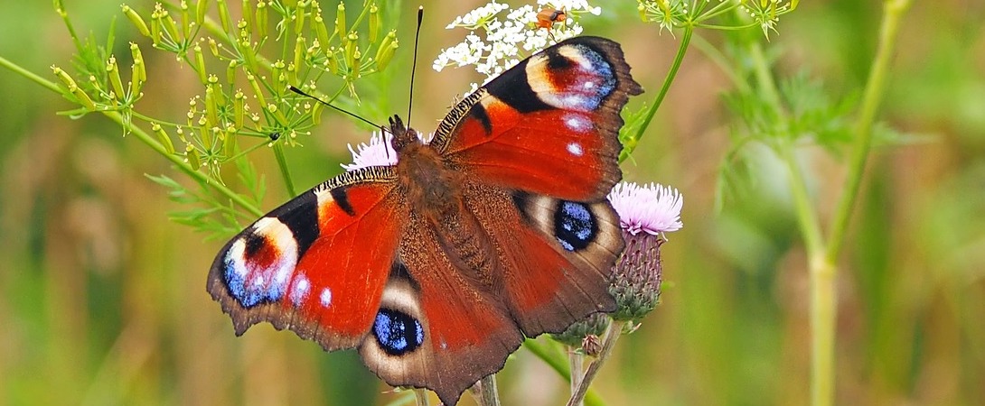a peacock butterfly