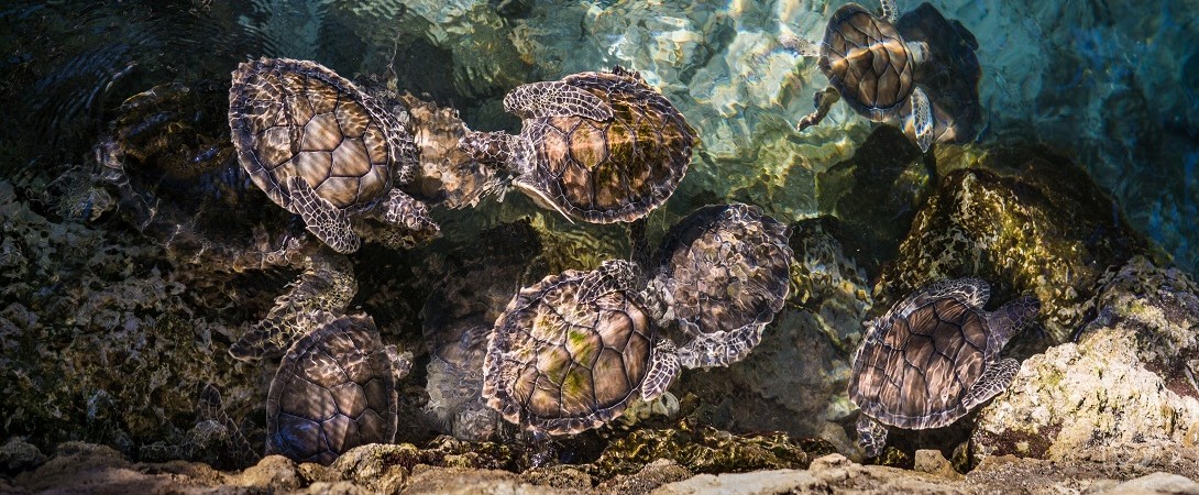 turtles swimming in the water