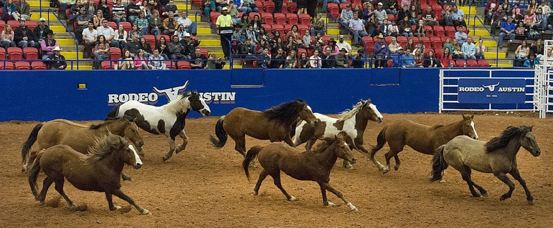 horse rodeo in North America
