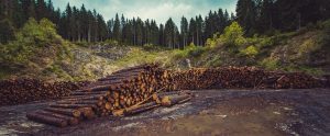 stacks of wood near a forest