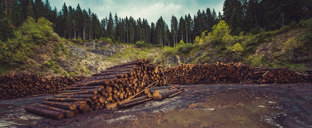 stacks of wood near a forest