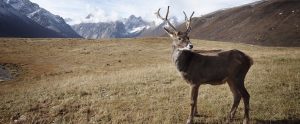 a caribou on a mountain range