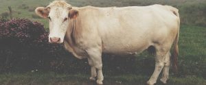 white farm cow on a pasture