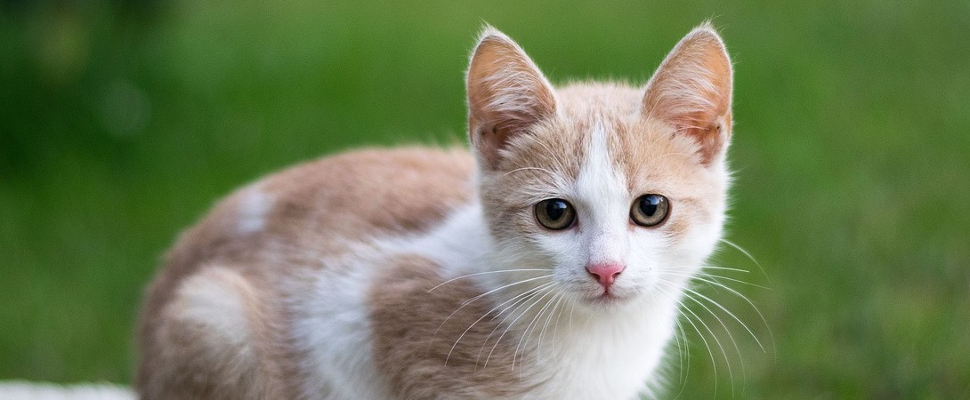 a cute kitten