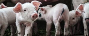 pigs walking around