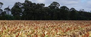 corn farm