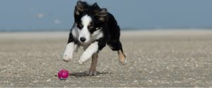 young border collie running after a ball