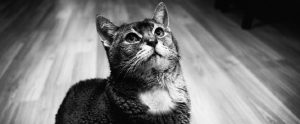 black and white image of a cat