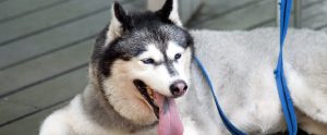 Siberian Husky on a leash