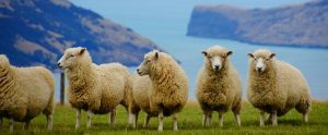 sheep on a pasture in New Zealand