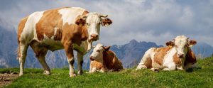 dairy cows on a hilly field