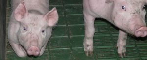 two dirty pigs in an intensive factory farm