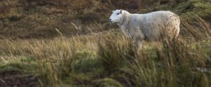a sheep in the wild