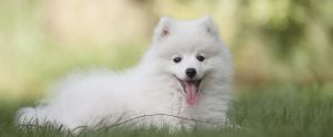 Japanese Spitz outside