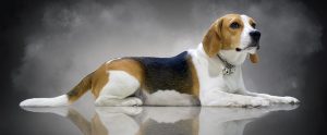 a dog with a dark misty background
