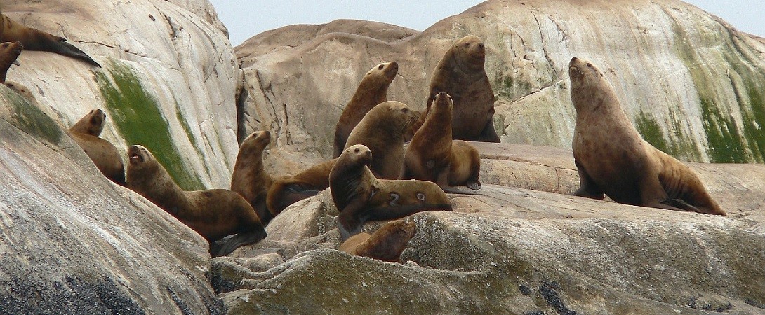 a colony of steller sea lions