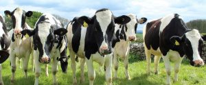 group of holstein cattle