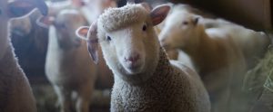 a sheep