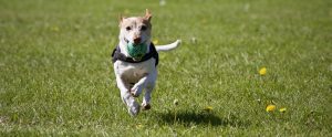 a dog running with a ball in its mouth