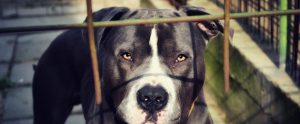 pitbull behind bars staring at camera