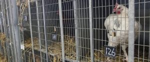 chicken locked behind bars in cage farm
