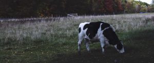 a dairy cow grazing in an empty pasture