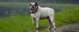 dog standing near puddles outside