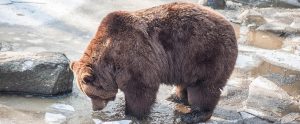 a brown bear in a muddy river