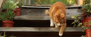an orange cat going down the stairs