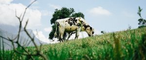 cow eating grass on a field