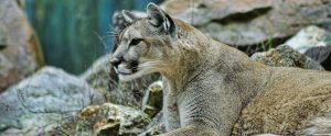 a mountain lion near stones