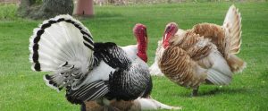 two turkey's on grass