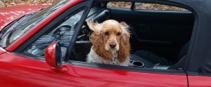dog sitting shotgun in a red car with open windows