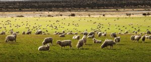 sheep on a farm field