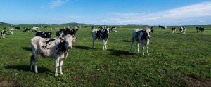 dairy cows on a farm field