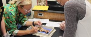 teacher teaching dissection to her science students