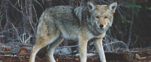 wolf walking around