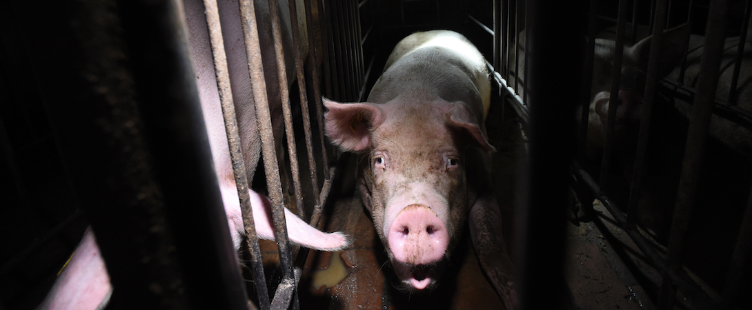 isolated pig behind bars in filthy conditions
