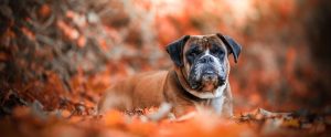 dog sitting surrounded by autumn leaves