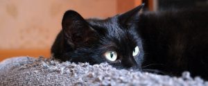 black cat lying down on a carpet indoors