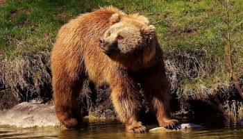 a European brown bear near a river