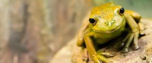 a green frog in nature