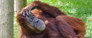 an orangutan lying down