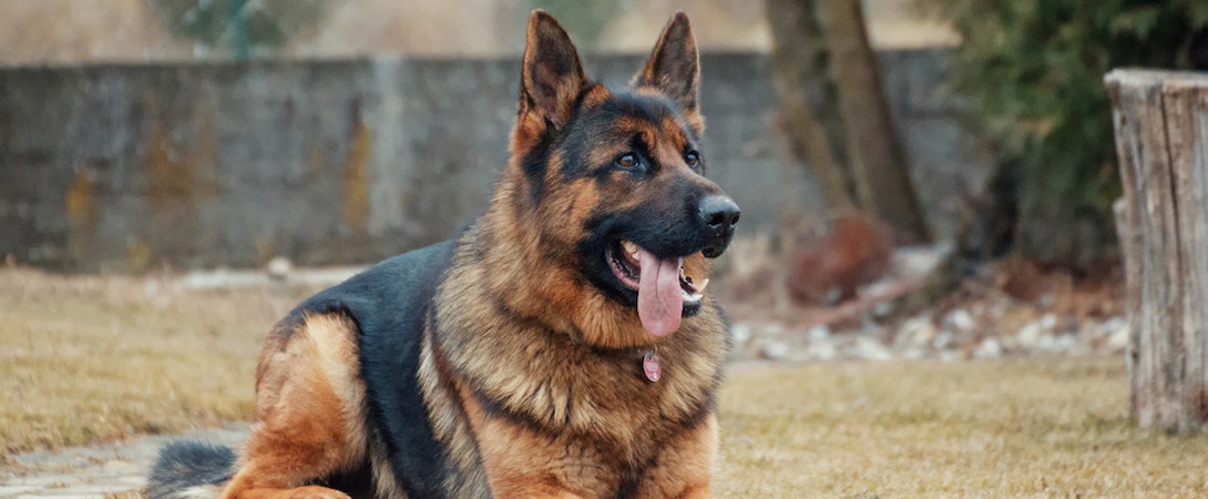 a German shepard with its tongue sticking out